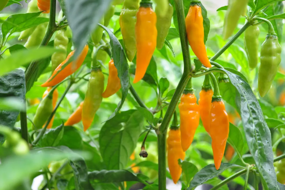 Datil Pepper