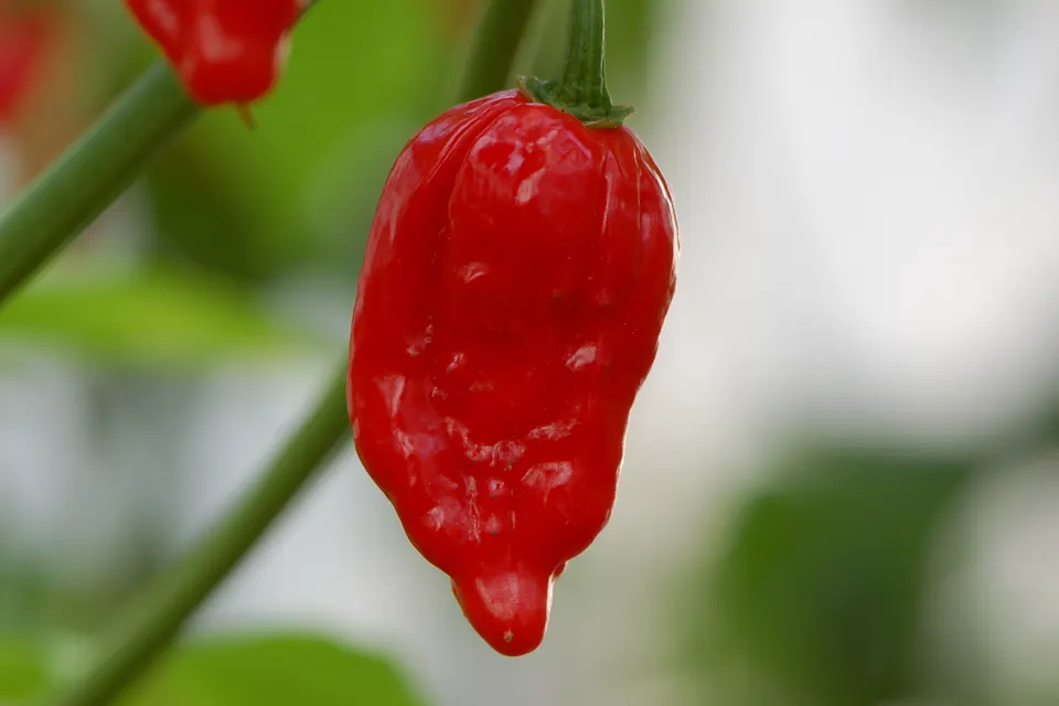 Dorset Naga Pepper