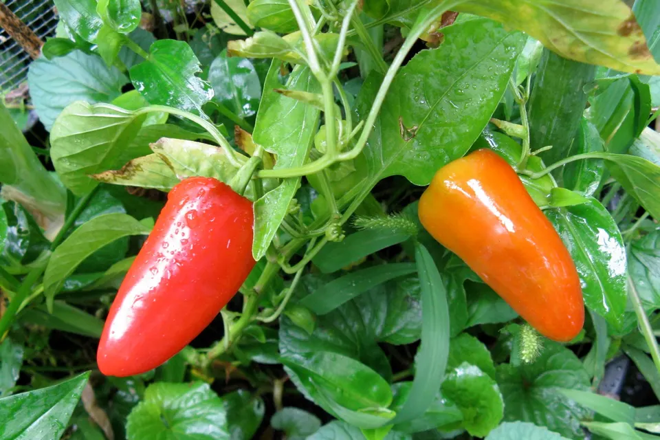 Fresno Pepper