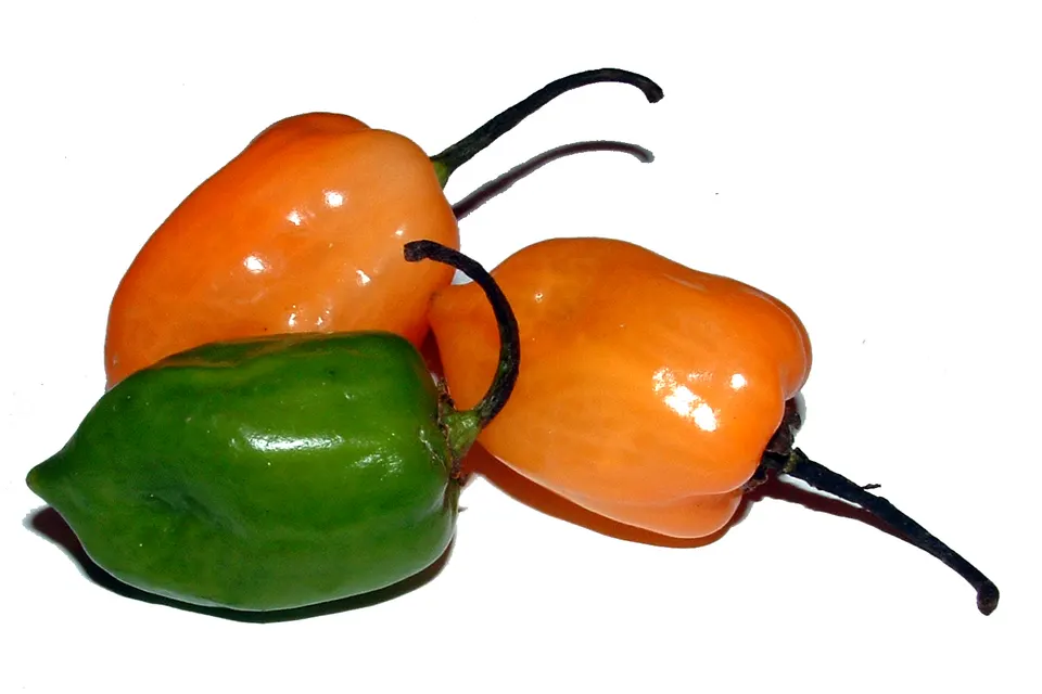 Habanero Pepper