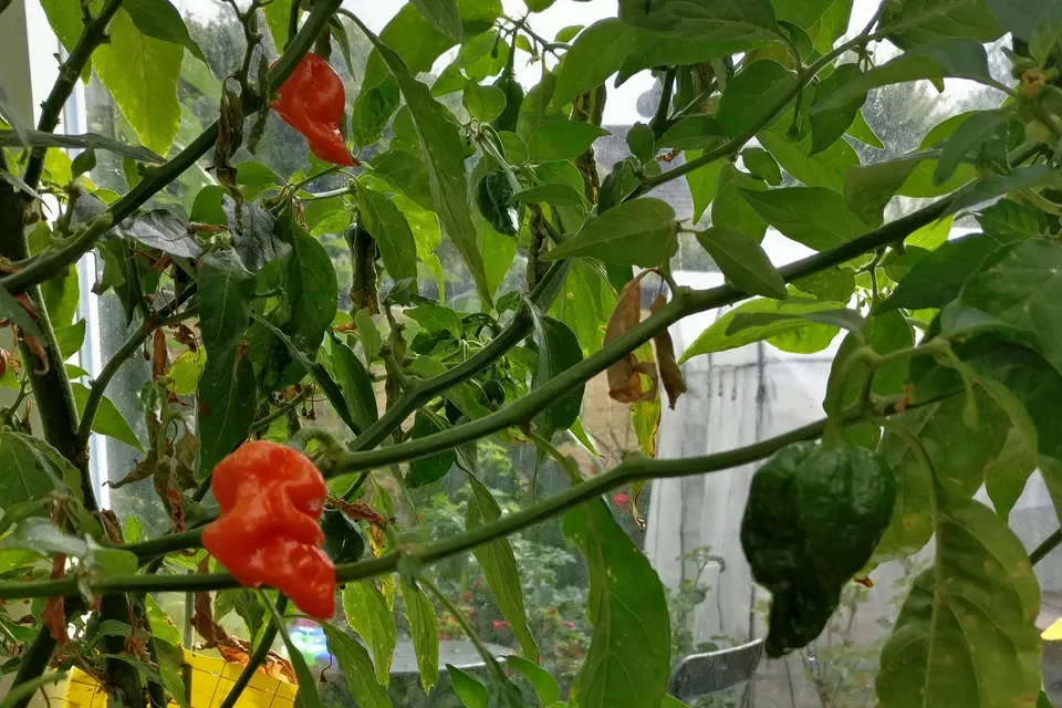 Komodo Dragon Pepper