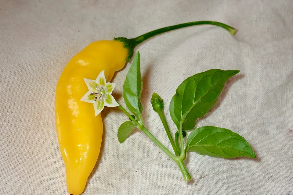 Lemon Drop Pepper