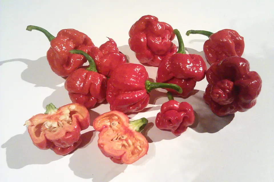 Trinidad Moruga Scorpion Pepper