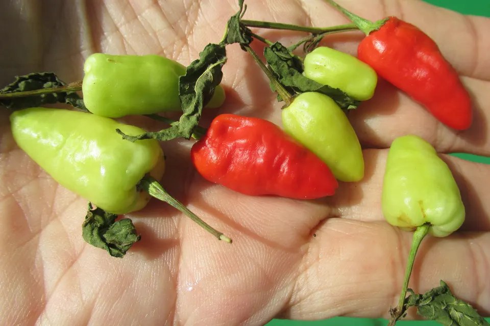 Naga Viper Pepper