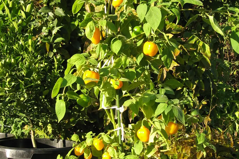 Rocoto Pepper