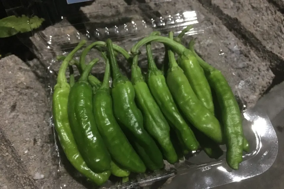 Shishito Pepper
