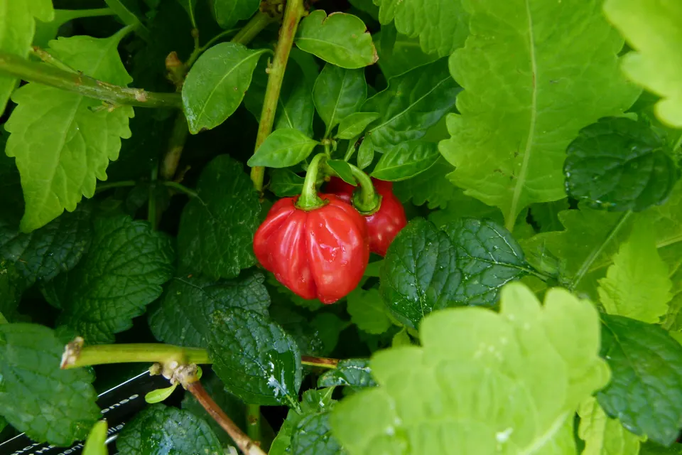 Superhot Pepper (Ghost, Reaper, Scorpion)