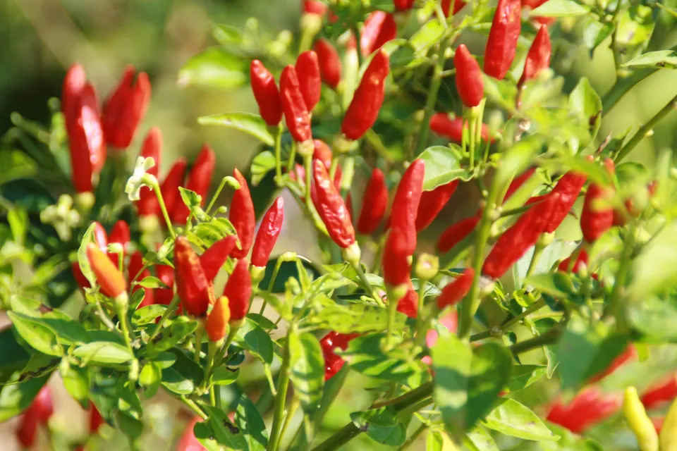 Tabasco Pepper
