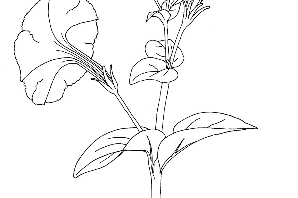 Petunia