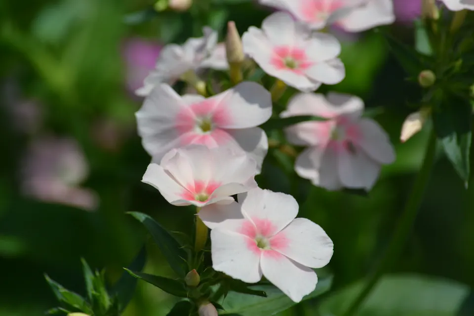 Phlox (Annual)