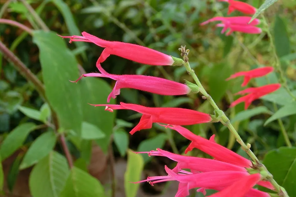 Pineapple Sage