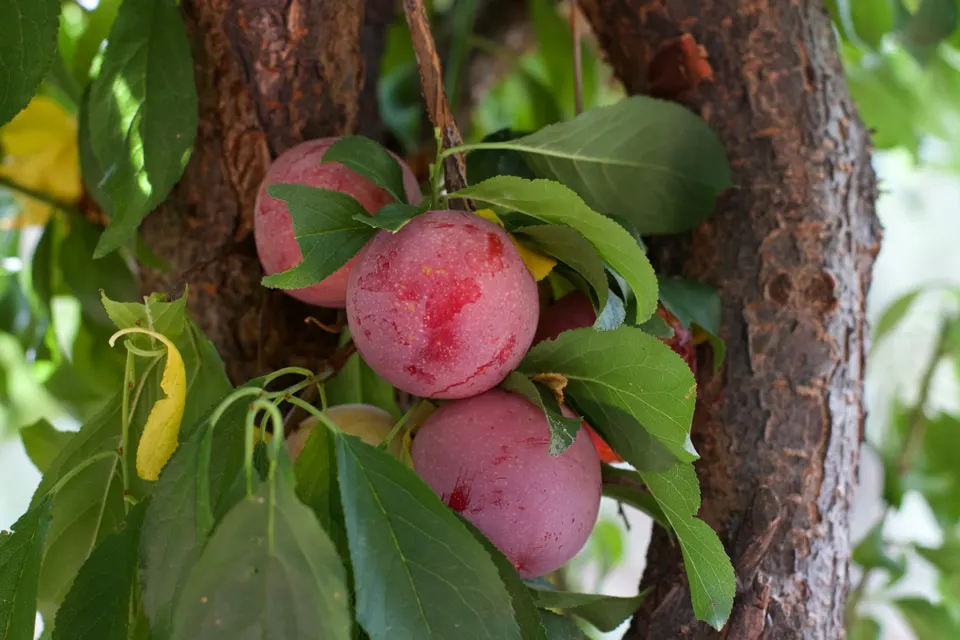 Plum