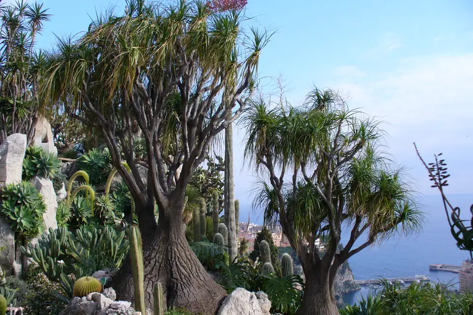 Ponytail Palm