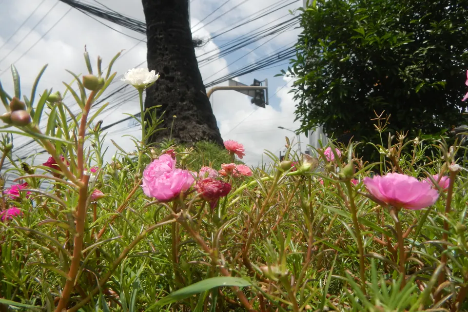 Portulaca (Moss Rose)