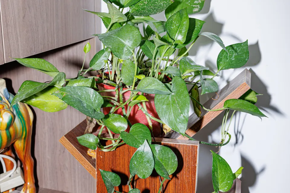 Pothos