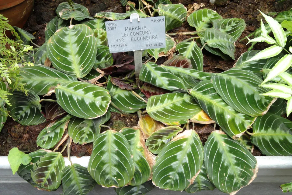 Prayer Plant