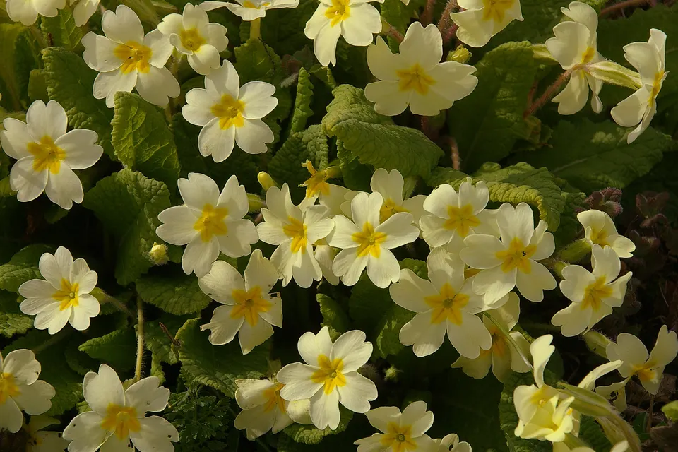 Primula