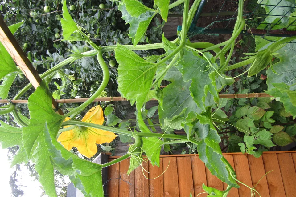 Pumpkin