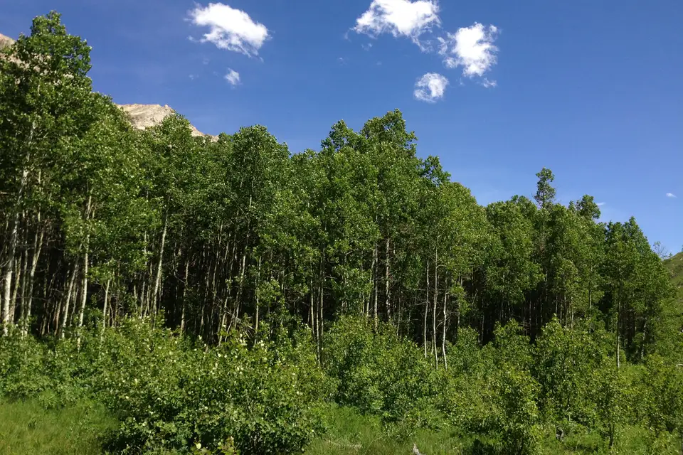 Quaking Aspen