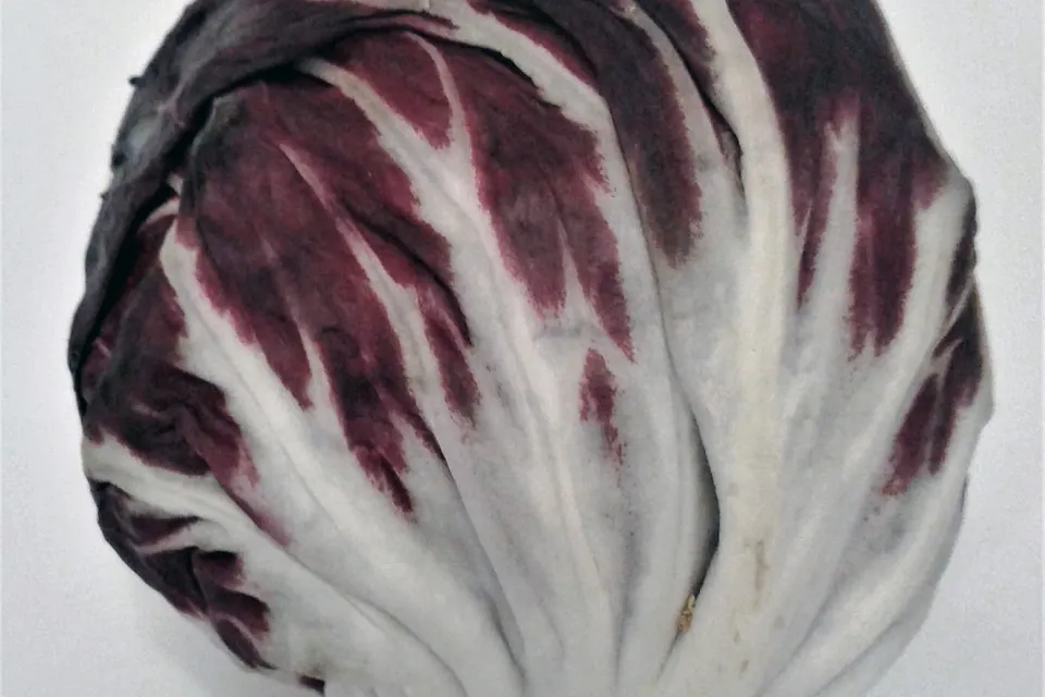Radicchio