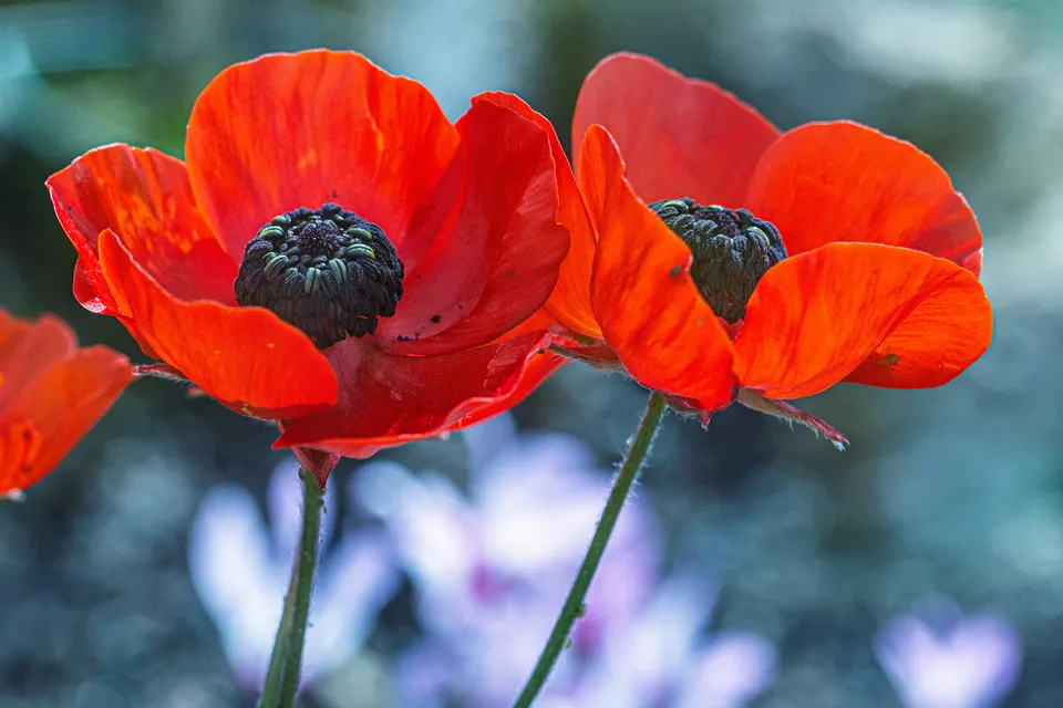 Ranunculus