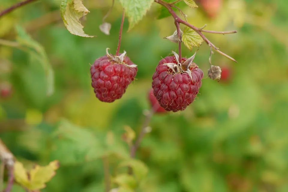Raspberry