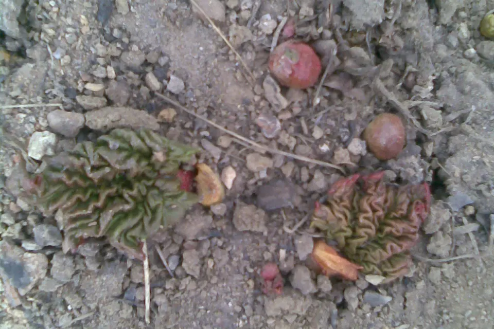 Rhubarb