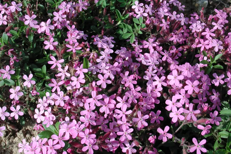 Rock Soapwort
