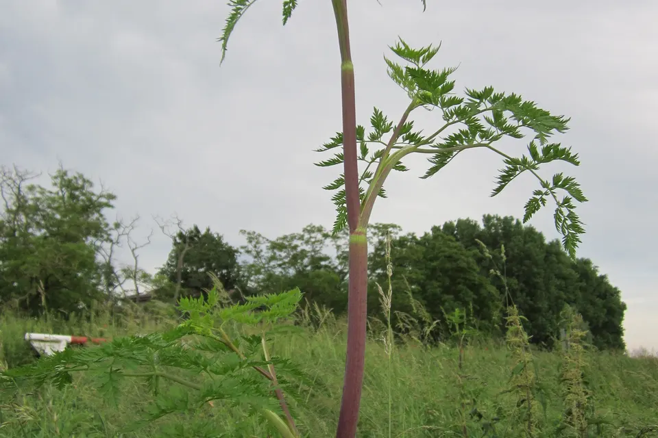 Root Chervil
