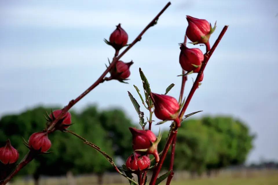 Roselle