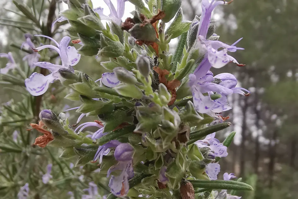 Rosemary