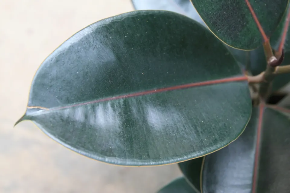 Rubber Plant