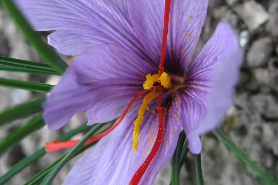 Saffron Crocus