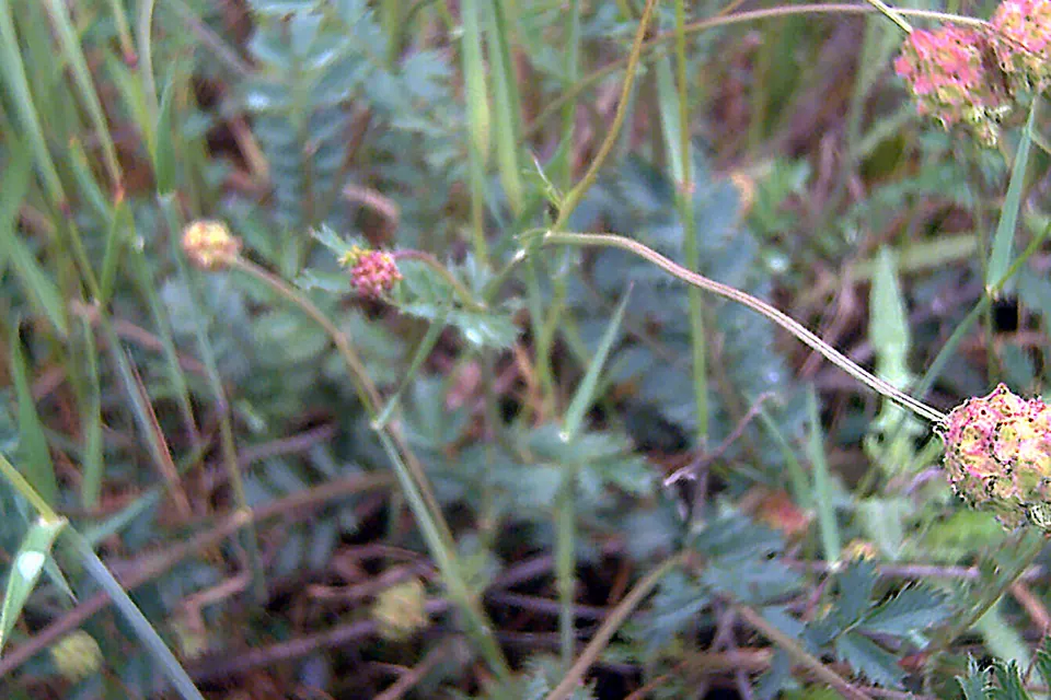 Salad Burnet