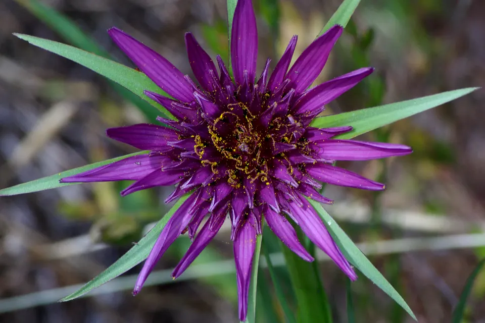 Salsify