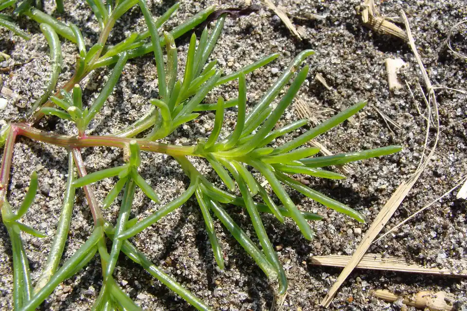 Saltwort