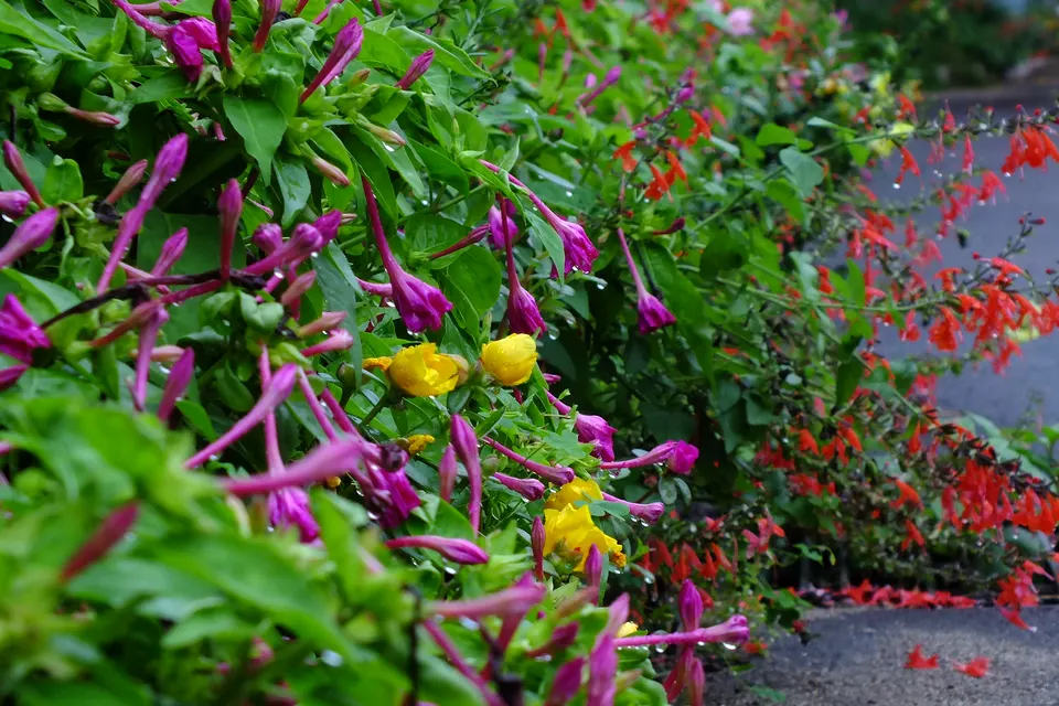 Salvia (Scarlet Sage)