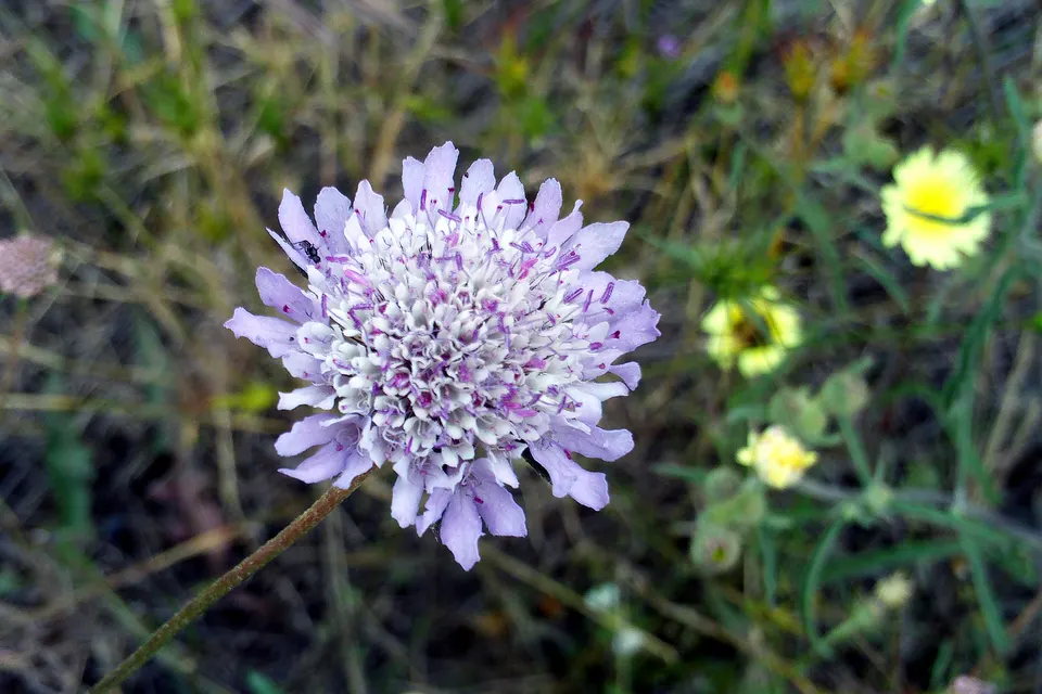 Scabiosa (Pincushion Flower)
