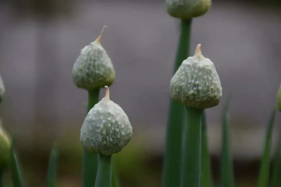 Scallion (Green Onion)