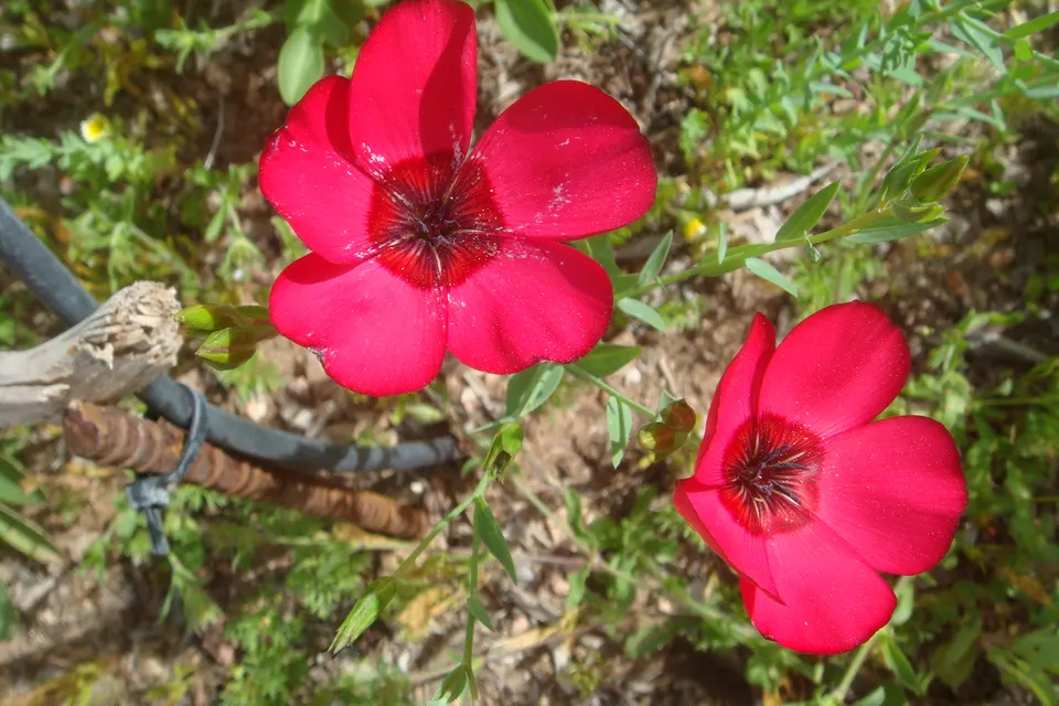 Scarlet Flax