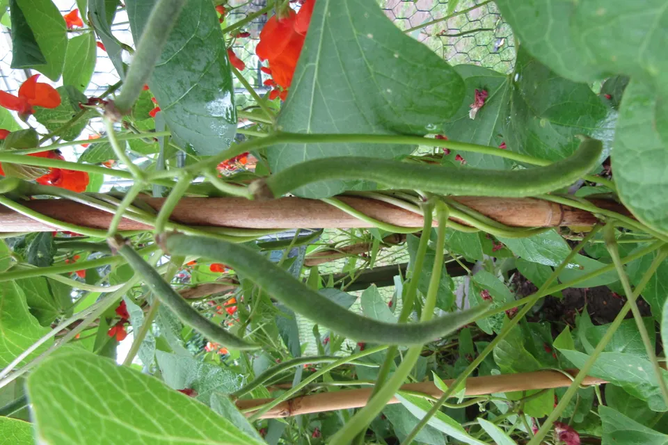 Scarlet Runner Bean