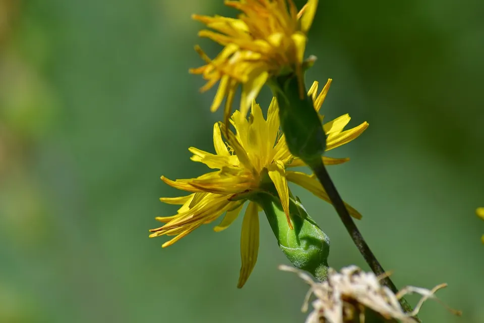 Scorzonera (Black Salsify)