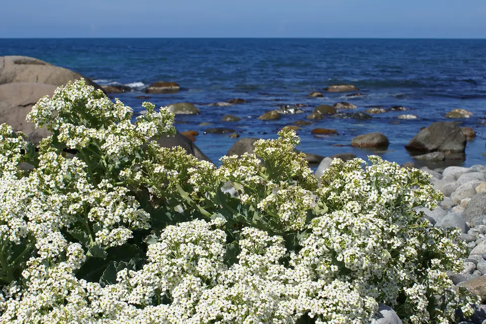 Sea Kale