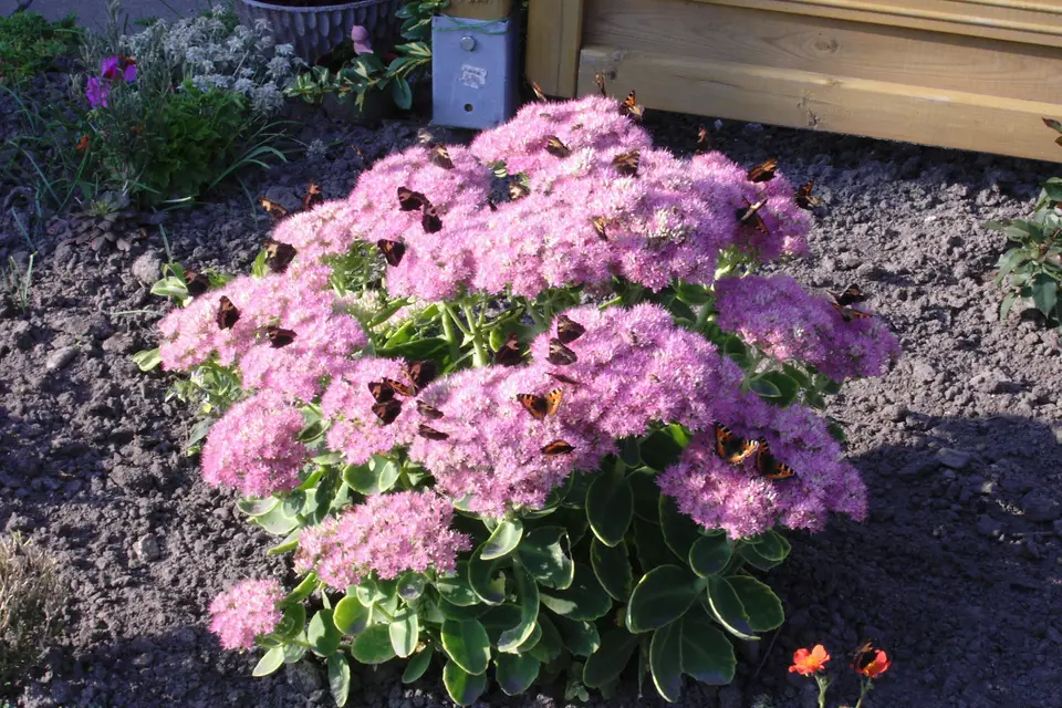 Sedum (Showy Stonecrop)