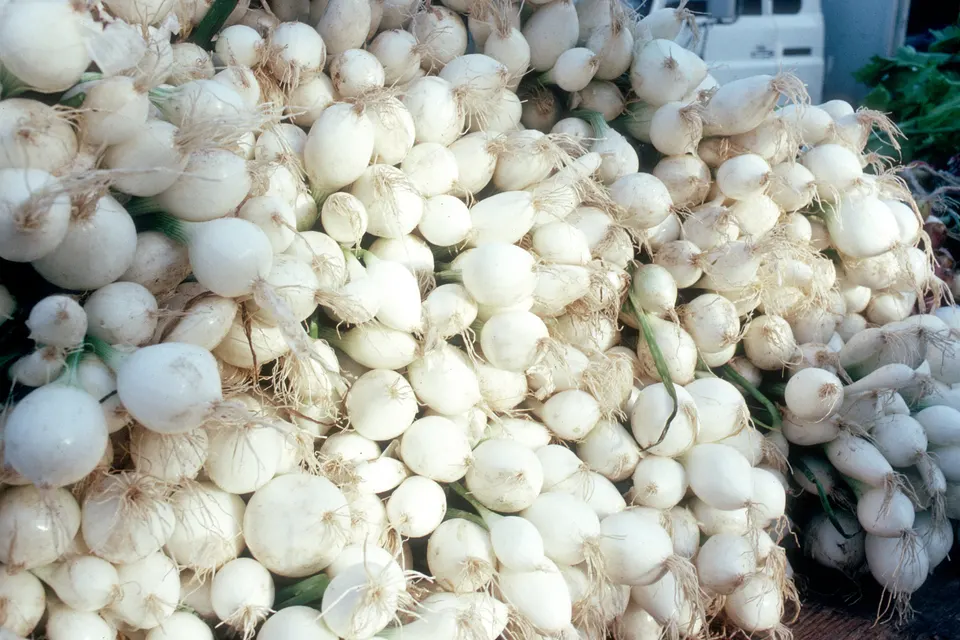 Shallot