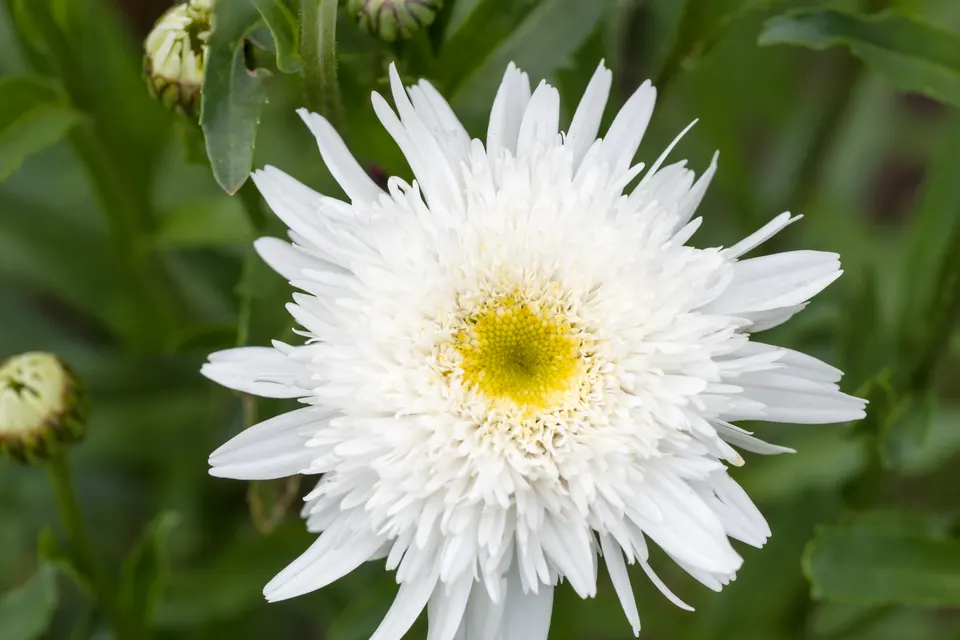 Shasta Daisy