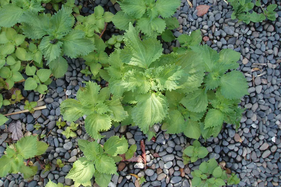 Shiso (Perilla)