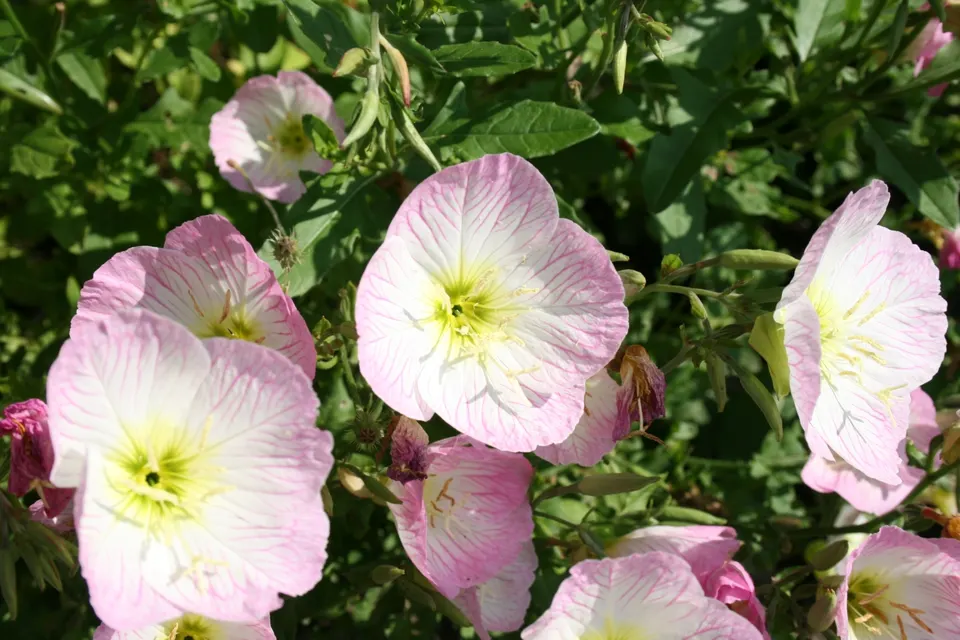 Showy Evening Primrose