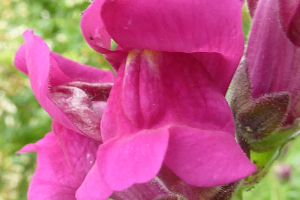 Snapdragon