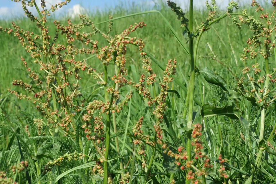 Sorrel